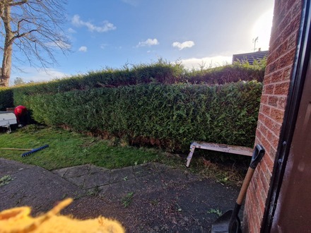 hedge_cutting_and_reduction_of_trees After
