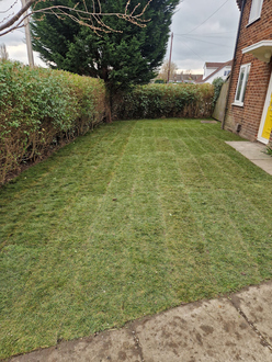 hedge_maintenance_and_turfing After