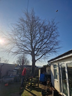 copper_beech_tree_reduction_shaping After