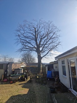 copper_beech_tree_reduction_shaping After