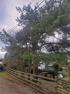 large_tree_removal_with_overhead_wires After
