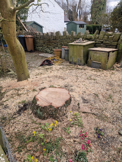 large_tree_removal_with_overhead_wires After