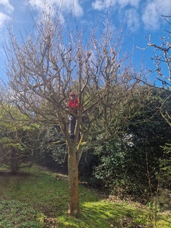 multiple_pollards_and_tree_reductions After