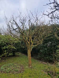 multiple_pollards_and_tree_reductions After