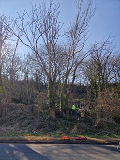 elm_tree_felling_for_fcc After