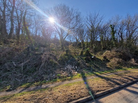 elm_tree_felling_for_fcc After