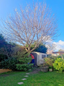 hedge_cutting_and_conifer_reduction After