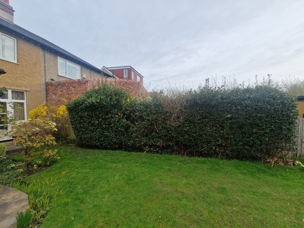 holly_hedge_reduction After