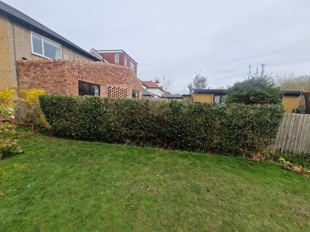 holly_hedge_reduction After