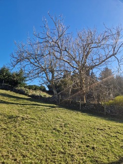 to_take_down_2_ash_trees_with_ash_dieback After