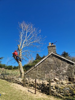to_take_down_2_ash_trees_with_ash_dieback After