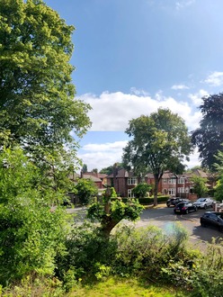 oak_tree_with_decaying_stem_pollarded After