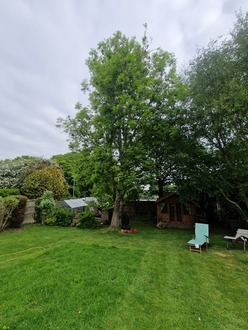 take_down_tree_with_ash_dieback After