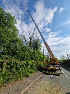 tree_removals_ash_dieback_and_elms After