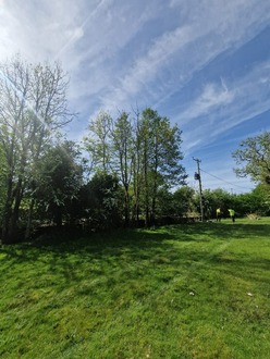 tree_removals_ash_dieback_and_elms After