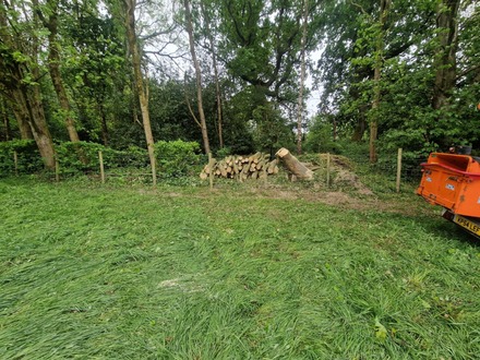 leaning_elm_tree_dismantle After