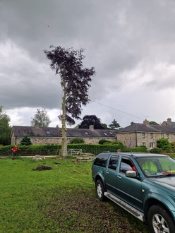 cherry_tree_takedown_and_removal After