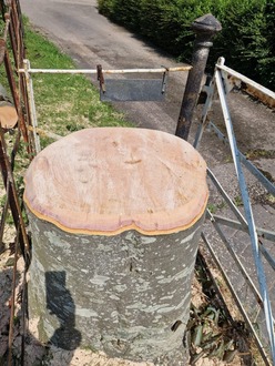 cherry_tree_takedown_and_removal After