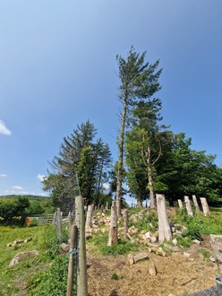 spruce_takedowns After