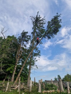 spruce_takedowns After