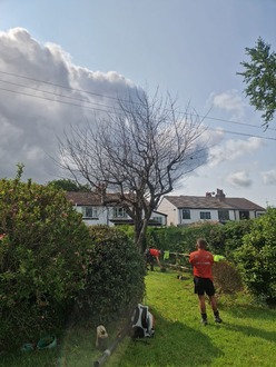 cherry_tree_takedown After