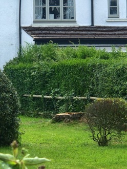 cherry_tree_takedown After