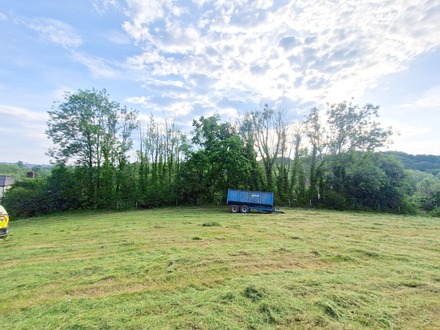 ash_tree_takedowns_and_removal After