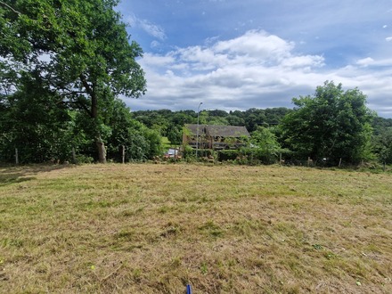 ash_tree_takedowns_and_removal After
