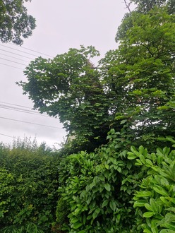 remove_wind_damaged_tree_stump After