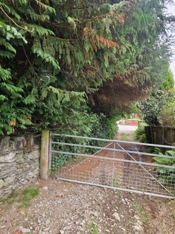 hedge_cutting_conifer_reduction After