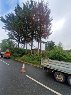 2_conifer_tree_removals After