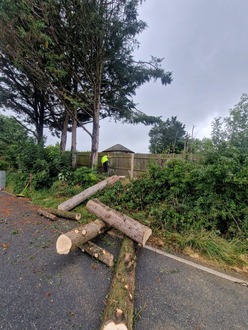 2_conifer_tree_removals After