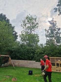 ash_tree_removals After