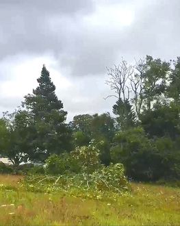 tree_felling_removal After