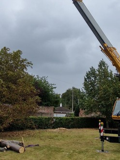 dead_tree_removal After