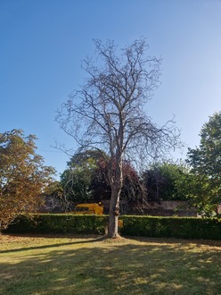 dead_tree_removal After