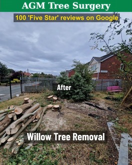 willow_tree_removal After