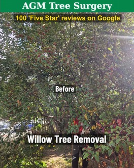 willow_tree_removal After