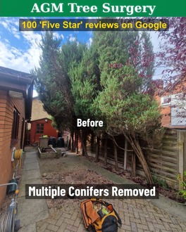 removal_of_conifers After