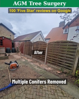 removal_of_conifers After