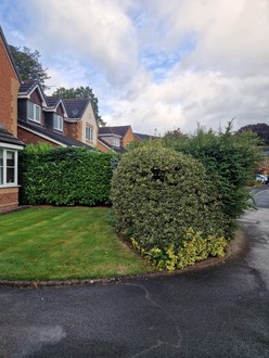 hedge_cutting_tidy After