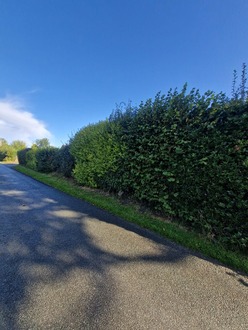 tree_pruning_and_hedge_care After