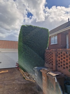 hedge_cutting After