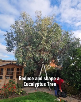 pruning_and_shaping_in_buckley After