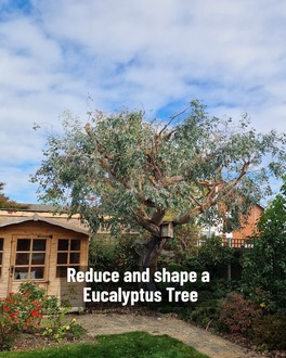 pruning_and_shaping_in_buckley After