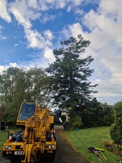 large_fir_tree_removal After