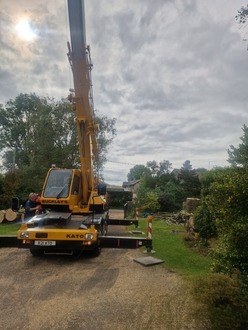 large_fir_tree_removal After