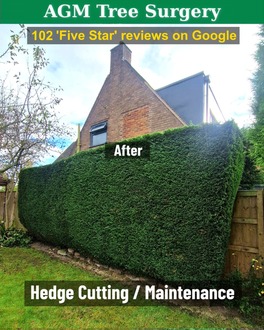 hedge_cutting After
