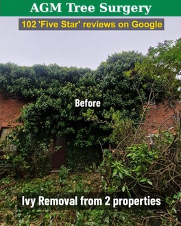 ivy_removal After