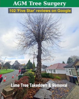 lime_tree_takedown_and_removal After